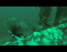 Mississippi Lionfish On Oil Rigs